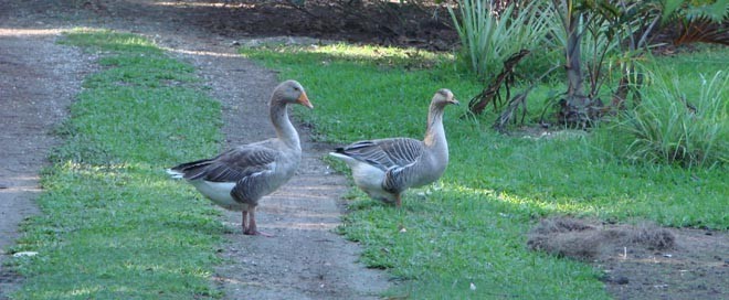 Geese in the garden - you will move out of the way, not me © BW Media